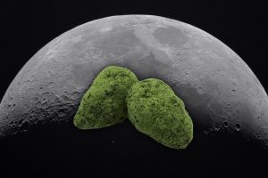 Moonrocks – High like the moon?