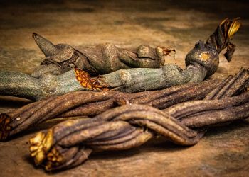 Ayahuasca – Ein Blick auf die traditionelle Pflanzenmedizin der Amazonas-Regenwälder