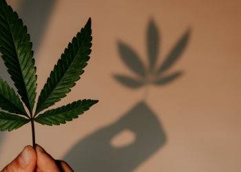 CBDA – Die unterschätzte Cannabidiolsäure