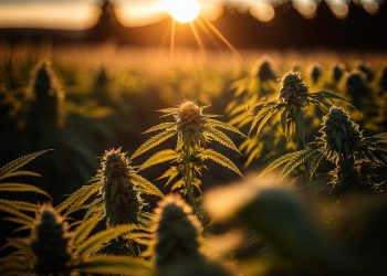 Hanf und seine Rolle in der Reduzierung von Pestiziden und Chemikalien in der Landwirtschaft