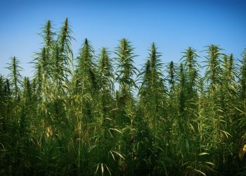 Forschung: Nutzhanf gegen Nitrat- und Treibhausgasemissionen in der Landwirtschaft