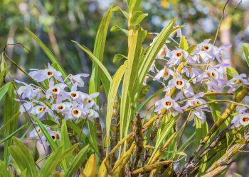 Pflanzen, die Cannabinoide enthalten