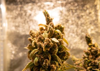 Schonend und nachhaltig – Cannabis und Kaltwasserextraktion