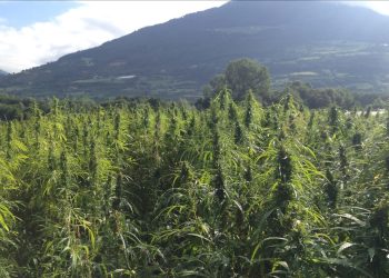 Schweizer Forschungsinstitut sucht nach besseren Hanfanbautechniken