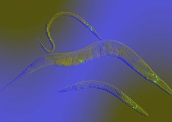 Wenn Würmer Cannabis fressen: Eine kuriose Entdeckung aus der Cannabinoid-Forschung