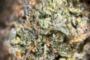 Tıbbi Cannabis Strain İncelemesi – AVAAY 24/1 DiD / Dosidos
