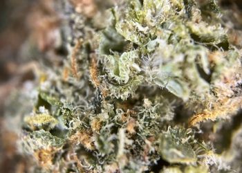 Medizinalcannabis Strain Review – AVAAY 24/1 DiD / Dosidos