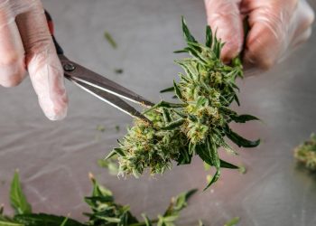 Antivirale Eigenschaften von Cannabis – der aktuelle Stand der Forschung