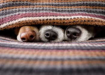 Aktuelle Forschung und Anwendung von medizinischem Cannabis bei Haustieren