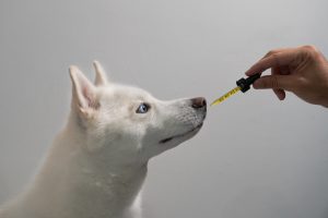 Cannabis como esperança - O tratamento do câncer em animais de estimação