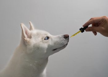 Cannabis als Hoffnungsträger – Die Krebsbehandlung von Haustieren