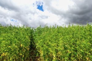 Hanf als Bio-Treibstoff: Grünes Gold für die Energiezukunft