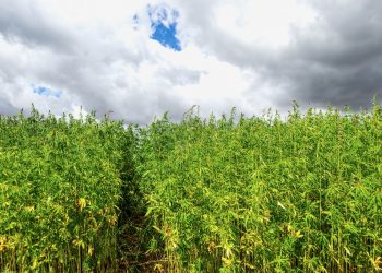 Hanf als Bio-Treibstoff: Grünes Gold für die Energiezukunft