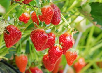 Länger frische Früchte dank CBD