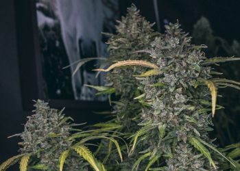 Legalisierung Light spart eine Milliarde Euro ein