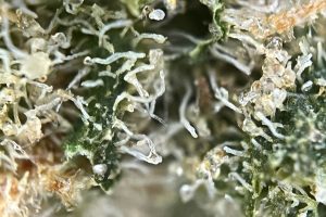 Medizinal Kannabis Strain İncelemesi – AVAAY 23/1 BKR / Black Krush