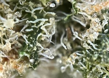 Medizinalcannabis Strain Review – AVAAY 23/1 BKR / Black Krush