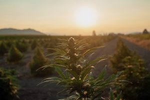 Potenziale von Hanf als nachhaltige Ressource in verschiedenen Industriezweigen