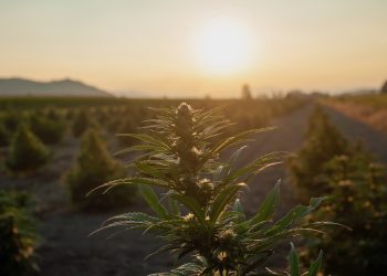 Potenziale von Hanf als nachhaltige Ressource in verschiedenen Industriezweigen