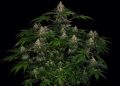 Shiskaberry – Die perfekte Indica-Sorte für tiefe Entspannung