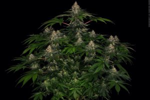 Shiskaberry - Die perfekte Indica-Sorte für tiefe Entspannung