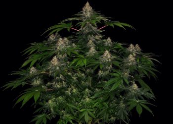 Shiskaberry – Die perfekte Indica-Sorte für tiefe Entspannung