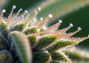 Trichome – Das glänzende Geheimnis des Hanfs