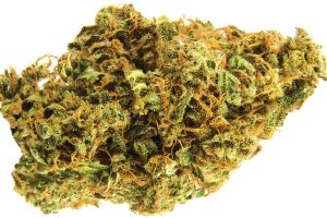 Medikal Cannabis Strain İncelemesi – AVAAY 26/1 SK / Sour OG Kush