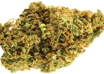 Medizinalcannabis Strain Review – AVAAY 26/1 SK / Sour OG Kush