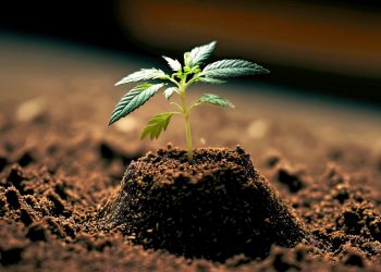 My First Plant – Der nächste Scam?