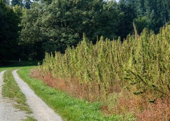 Positionspapier des BvCW – Förderpaket für Nutzhanf gewünscht 