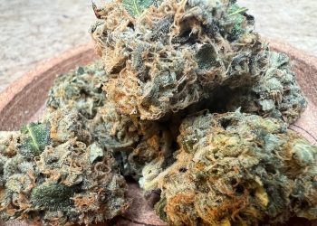 Medizinalcannabis Sortenreview – RUA Kia Kaha 29/1 OG Kush x Wedding Cake