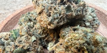 RUA Kia Kaha 29:1OG Kush x Wedding Cake