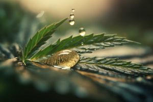 Araştırma Kannabisin Karaciğer Üzerindeki Olumlu Etkisini Gösteriyor