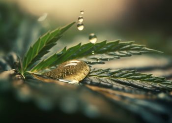 Studie zeigt positiven Einfluss von Cannabis auf die Leber