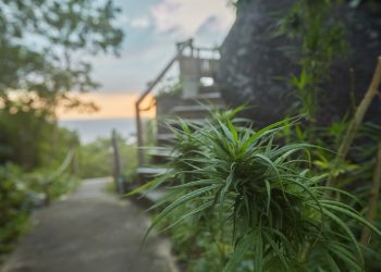Thailand – Ein Jahr Cannabis Entkriminalisierung