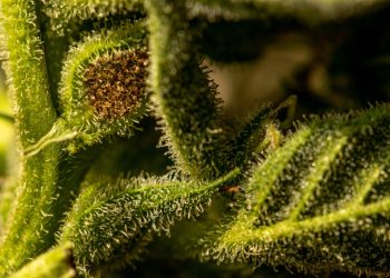 Therapeutische Cannabinoide beim Tourette-Syndrom