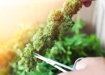 Unterschiede der einzelnen HHC-Derivate