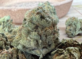 Medizinalcannabis Strain Review – aleph amber 22