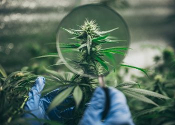 Exotische CBD-Derivate und deren medizinisches Potenzial