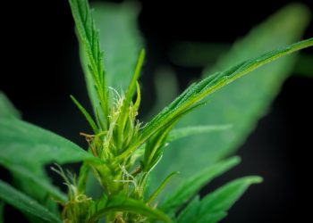 Geschlechtsbestimmung bei Hanfpflanzen