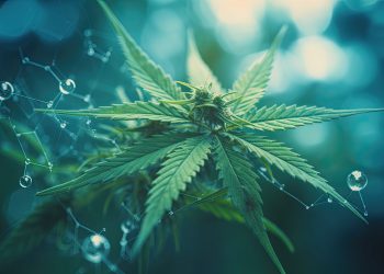 Über das medizinische Potenzial von CBDP