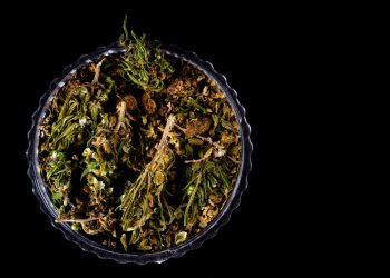 Wie die Größe von Cannabisblüten die Wirkung beeinflusst