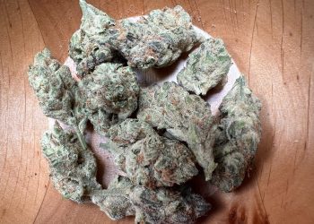 Medizinalcannabis Strain Review – avaay 22/1 BCP Black Cherry Punch