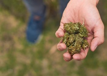 CannaG – Resonanz nach dem Kabinettsbeschluss
