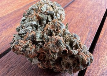 Medizinalcannabis Strain Review: Cannamedical Hybrid Classic NM – Gorilla Zkittlez