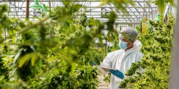 DEMECAN lanciert preisgünstiges Cannabismedikament