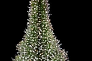 Die Entdeckungsgeschichte des Endocannabinoidsystems