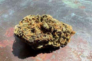 Cannamedical Sativa Forte NM – Gelato Dream Tıbbi Cannabis Strain İncelemesi