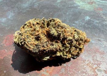 Medizinalcannabis Strain Review: Cannamedical Sativa Forte NM – Gelato Dream